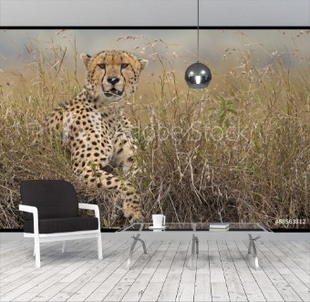 Picture of A wild Cheetah in long grass